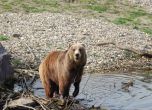 Жители на смолянско село бойкотират изборите заради мечка