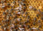 Българско изобретение ще помага за опазването на пчелите