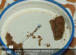 Жена откри живи червеи в пакет бисквити