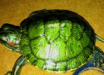 Митничари задържаха пратка с близо 600 костенурки на летище София