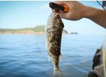 Две отровни риби фугу са уловени в Черно море