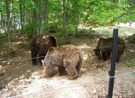 Паркът за мечки в Белица пред закриване заради лошия път