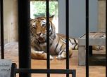 Тигърът Мърдок излязъл от клетката си сред 20 посетители на зоопарка