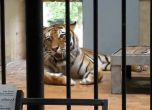 Тигърът Мърдок се промъкнал при посетителите през врата, забравена от служител в зоопарка