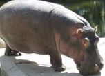 Женският хипопотам в София почина от сърдечно заболяване