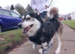 Куче-инвалид проходи отново с 3D принтирани протези (видео) 