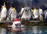Коледа в света на животните (снимки)