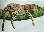 Алън Тюринг за леопардовите петна