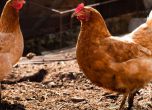 Съмнения за птичи грип при домашни кокошки в бургаско село