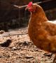 Съмнения за птичи грип при домашни кокошки в бургаско село