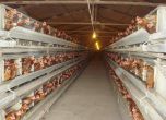 Умъртвяват кокошки в Бургас заради птичия грип