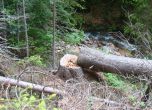 ГЕРБ ще бори незаконната сеч с 3-месечна забрана за износ на дървесина