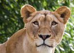 Лъвица уби пиян руснак в зоопарка