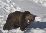 Част от мечките в Белица се събудиха от зимен сън