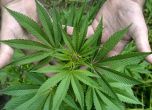 Държавата проучва дали да узакони марихуаната за медицински цели