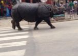 Носорог вилня в Непал, уби един и рани шест души (видео) 