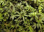 24-ти американски щат легализира марихуанта за медицински цели