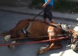 Роми: Лъжа е информацията за пребит кон в кв. "Христо Ботев"