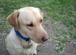 Отровиха бременно куче на "Очи на четири лапи" в "Редута" в София