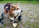 Кучето Мима с отрязаните крачета почина в Германия