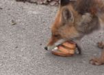 Лисица в Чернобил си прави сандвич с бекон (видео) 