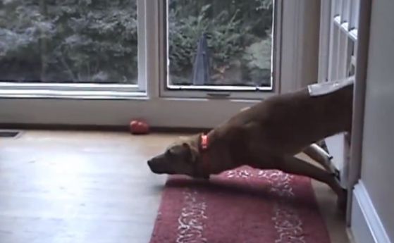 Кучета, на които играта не им се отдава (видео)