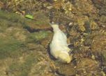 Мъртви кефали в река Мечка, амониев нитрат във водата
