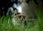 Учени откриха връзка между котките и шизофренията