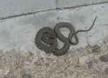 Змия пълзи в столичния квартал "Левски" (снимки)