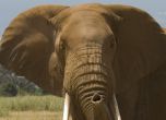 Слон избяга от цирк в Германия и уби човек