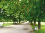 Сеч на дървета в Борисова и Княжевска градина утре