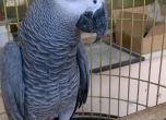Задържаха 10 сиви папагала-жако на „Капитан Андреево“