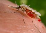 Одобриха първата ваксина срещу малария в света
