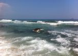 Морето изхвърли труп на обезглавено животно, властите нехаят