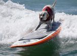 Кучета се състезаваха върху сърф в Калифорния (видео)
