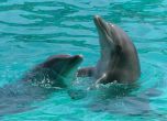 МВР разследва 3 случая на убийство на делфини в Бургаско