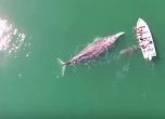 Туристи си играха с китове край Мексико (видео)