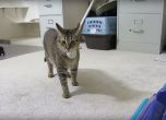 Машина кара домашна котка да "ловува" за храната си (видео)