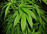 Полицията във Варна разкри две оранжерии за марихуана