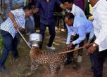 В Индия жаден леопард заклещи главата си в гърне (видео)