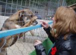 Призив към Фандъкова да отвори приютите за кучета