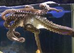Убиха 7 животни в Природонаучния музей в Пловдив, откраднаха и рибката Немо