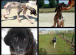 Приютът за кучета "Фермата" край София отваря "Щастлива зона"