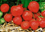 Набират кандидати за бране на ягоди в Испания
