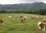Избиват добитък в Благоевград и Плевен заради зараза от бруцелоза