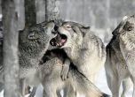 Тримесечна забрана за лов на вълци предвижда нов национален план