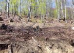 Незаконна сеч в край Рибарица, близо 900 дървета са изсечени