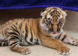 В Русия спасиха диво тигърче от нападение на куче