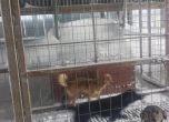 Погребани в снега и умиращи от глад в дома за кучета до Варна