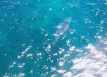 Акула като от "Челюсти" евакуира цял плаж в Австралия